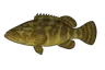 Mérou goliath (Epinephelus itajara)