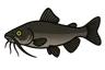 Poisson-chat (Ameiurus melas)