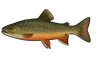 Saumon de fontaine (Salvelinus fontinalis)