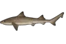 Émissole lisse (Mustelus mustelus)