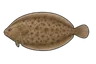 Sole commune (Solea solea)