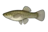 Gambusie (Gambusia holbrooki)