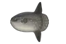 Poisson lune (Mola mola)