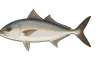 Sériole (Seriola dumerili)
