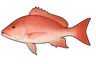 Carpe rouge (Lutjanus campechanus)