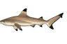 Requin pointes noires (Carcharhinus melanopterus)