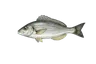 Dorade grise (Spondyliosoma cantharus)