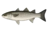 Mulet lippu (Chelon labrosus)