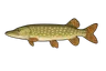 Brochet (Esox lucius)