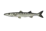 Barracuda européen (Sphyraena sphyraena)