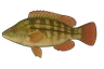 Crénilabre paon (Symphodus tinca)