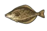 Barbue (Scophthalmus rhombus)