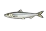 Ablette (Alburnus alburnus)