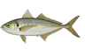 Sévéreau (Trachurus mediterraneus)