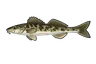 Apron du Rhône (Zingel asper)