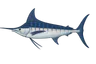 Marlin bleu (Makaira nigricans)