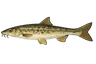 Barbeau méridional (Barbus meridionalis)