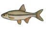 Spirlin (Alburnoides bipunctatus)