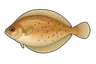 Céteau (Dicologlossa cuneata)
