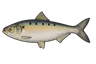 Grande alose (Alosa alosa)