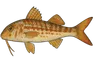 Rouget de roche (Mullus surmuletus)