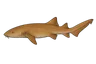 Requin nourrice (Ginglymostoma cirratum)