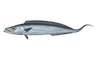 Sabre argenté (Lepidopus caudatus)