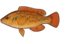 Crénilabre méditerranéen (Symphodus mediterraneus)