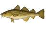 Cabillaud (Gadus morhua)