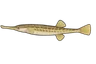 Syngnathe aiguille (Syngnathus acus)