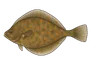 Plie (Pleuronectes platessa)