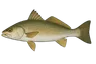 Courbine (Cynoscion virescens)