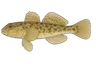 Gobie fluviatile (Neogobius fluviatilis)