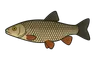 Chevesne (Squalius cephalus)