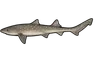 Émissole tachetée (Mustelus asterias)