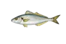 Carangue dentue (Pseudocaranx dentex)