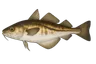 Tacaud (Trisopterus luscus)