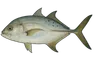 Carangue (Caranx hippos)