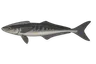 Rémora (Remora remora)