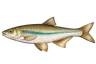 Ablette spirlin (Alburnoides rossicus)