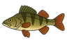 Perche commune (Perca fluviatilis)