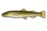 Lamproie de Planer (Lampetra planeri)