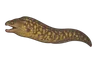 Murène commune (Muraena helena)