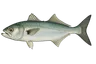 Tassergal (Pomatomus saltatrix)
