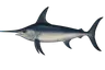 Espadon (Xiphias gladius)