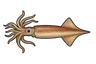 Calamar (Loligo vulgaris)