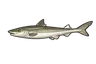 Aiguillat commun (Squalus acanthias)