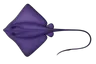Raie pastenague violette (Pteroplatytrygon violacea)