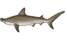 Requin-marteau commun (Sphyrna zygaena)
