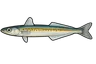 Lançon équille (Ammodytes tobianus)